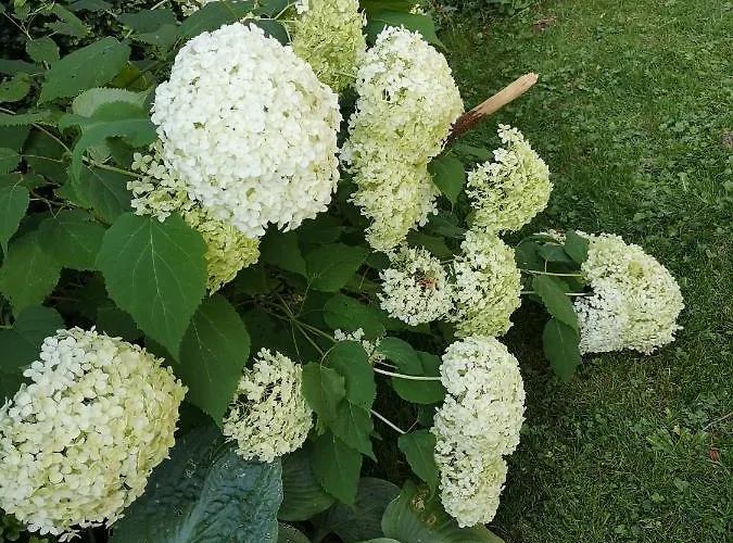 Boutique Appartementskofler * Mallnitz